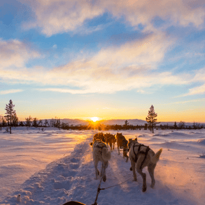 activities-make-you-love-winter-again-dog-sledding-image.png