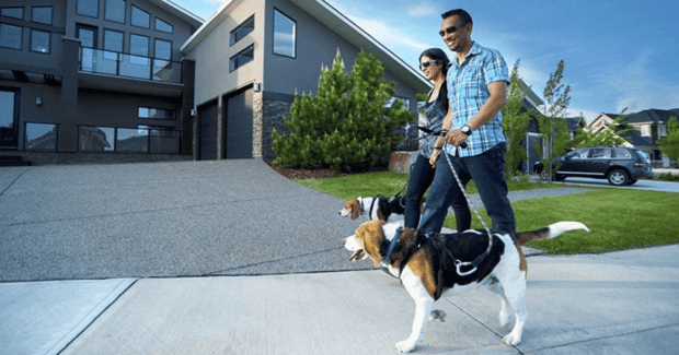 Calgary Community Focus: Dressage Walking Dog image