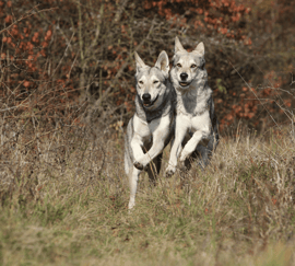 4 Best Ways to Spend Your Staycation Wolves image